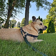 Odyssey is registered to the contest to win money with this photo: dog, grass, leash, tree, outdoor, nature, pond, sky, canine, summer, sunlight, park, pet, animal, fur, collar, greenery, quiet, relaxing, landscape