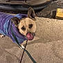 Odyssey joined the competition — help win amazing prizes! dog, animal, pet, sweater, purple, blue, leash, sidewalk, concrete, parking_curb, car, outdoor, playful, tongue_out, cute, canine, fur, ears, looking_up, night