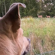 Odyssey is registered to the contest to win money with this photo: alert, animal, canine, closeup, deer, dog, ear, field, forest, grass, meadow, muzzle, nature, outdoors, portrait, rural, trees, two_deer, watching, wildlife