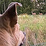 alert, animal, canine, closeup, deer, dog, ear, field, forest, grass, meadow, muzzle, nature, outdoors, portrait, rural, trees, two_deer, watching, wildlife