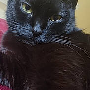 Luna is registered to the contest to win money with this photo: black_cat, cat, close_up, pet, whiskers, feline, animal, yellow_eyes, fur, portrait, indoor, relaxing, cute, soft, red_surface, beige_background, domestic_cat, looking_at_camera, resting, cozy