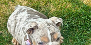 Carlotta joined the competition — help win amazing prizes! animal, brindle, bulldog, collar, companion, cute, dog, footwear, grass, green, looking_up, mammal, nature, outdoor, pet, playful, puppy, shoe, sitting, young