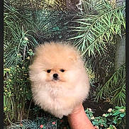 Bella participe au concours pour gagner de l'argent avec cette photo : pomeranian, dog, puppy, fluffy, hand, greenery, plants, tropical, leaves, nature, cute, pet, small, fur, animal, portrait, background, outdoor, holding, adorable