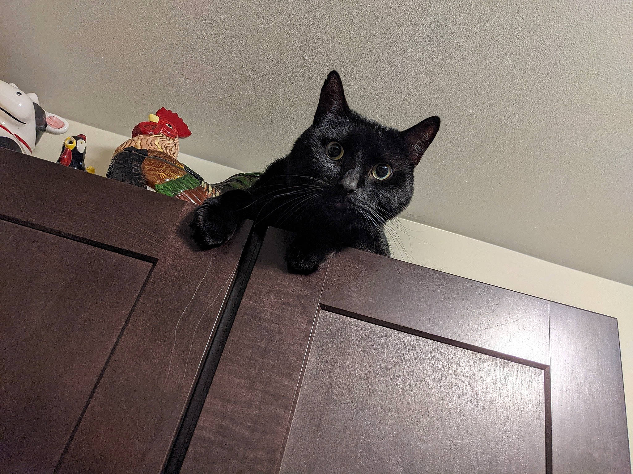 Cinder is registered to the contest to win money with this photo: black_cat, carmine, carnivore, cat, cone, domestic_short_haired_cat, felidae, floor, flooring, fur, grey, hardwood, rectangle, room, small_to_medium_sized_cats, snout, tail, whiskers, window, wood