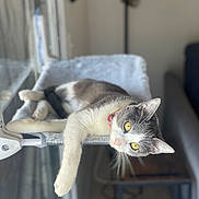 Venus is registered to the contest to win money with this photo: bokeh, cat, collar, cozy, curious, domestic_cat, feline, furniture, indoor, lounging, paw, perch, pet, portrait, relaxed, soft_bed, sunlight, whiskers, window, yellow_eyes