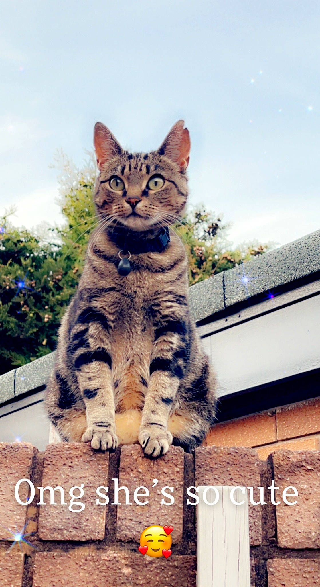 Misty joined the competition — help win amazing prizes! carnivore, cat, domestic_short_haired_cat, fawn, felidae, font, fur, grass, happy, pattern, paw, photo_caption, plant, sitting, sky, small_to_medium_sized_cats, snout, tail, tree, whiskers