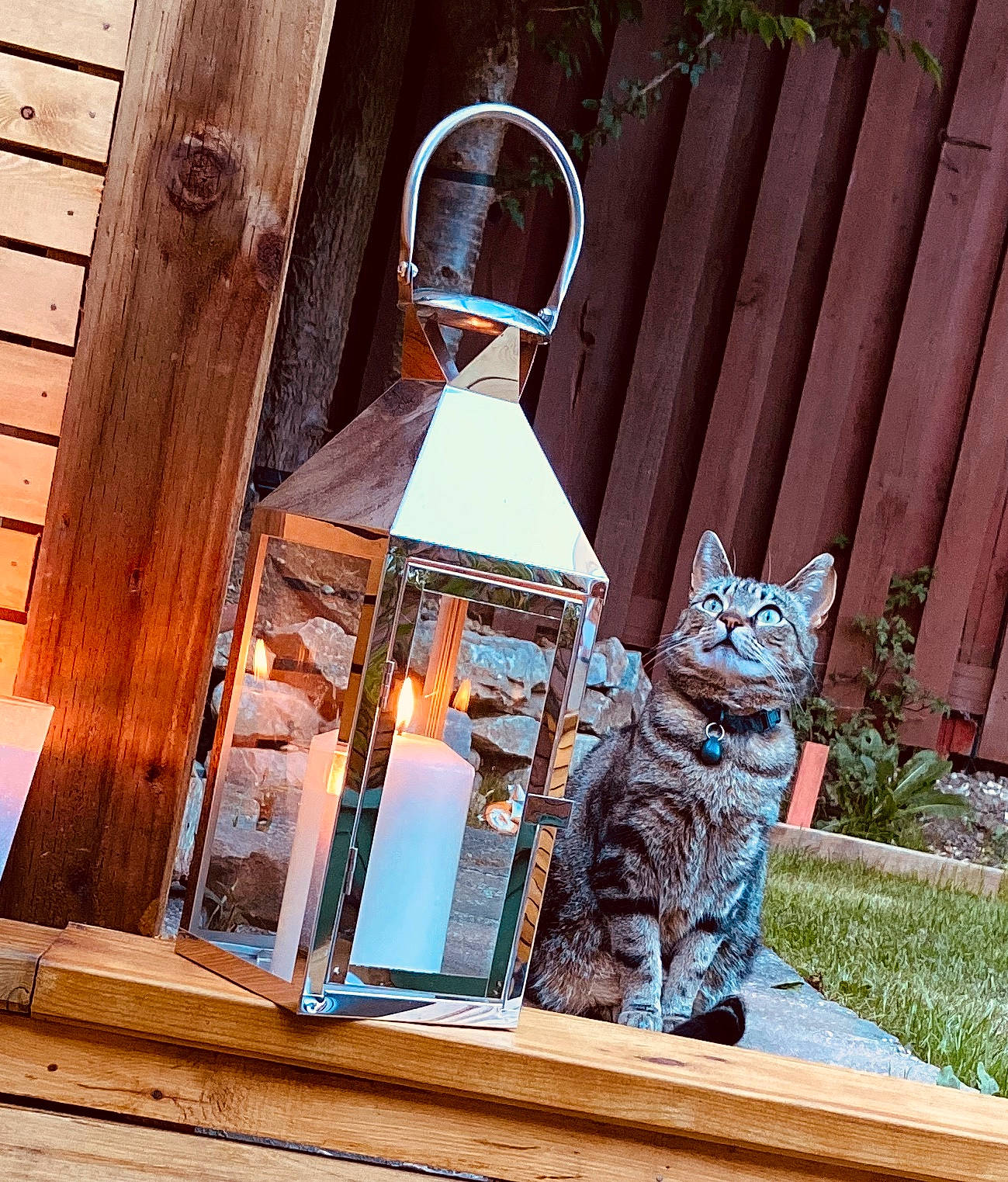 Misty joined the competition — help win amazing prizes! carnivore, cat, domestic_short_haired_cat, felidae, glass, hardwood, home_door, house, light_fixture, metal, plant, room, sitting, small_to_medium_sized_cats, tail, tints_and_shades, tree, whiskers, window, wood