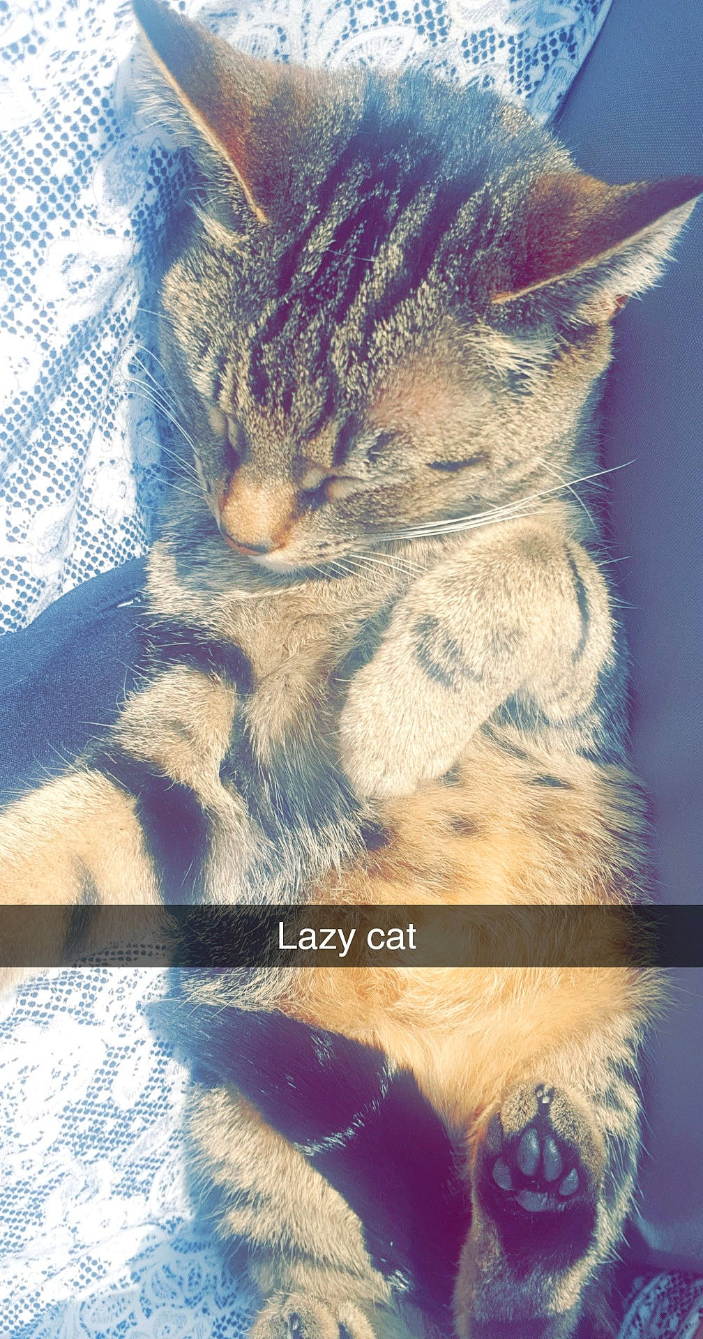 Misty is registered to the contest to win money with this photo: carnivore, cat, claw, close_up, domestic_short_haired_cat, electric_blue, felidae, fur, gesture, nap, pattern, paw, photo_caption, shadow, sky, small_to_medium_sized_cats, snout, tail, whiskers, wildlife