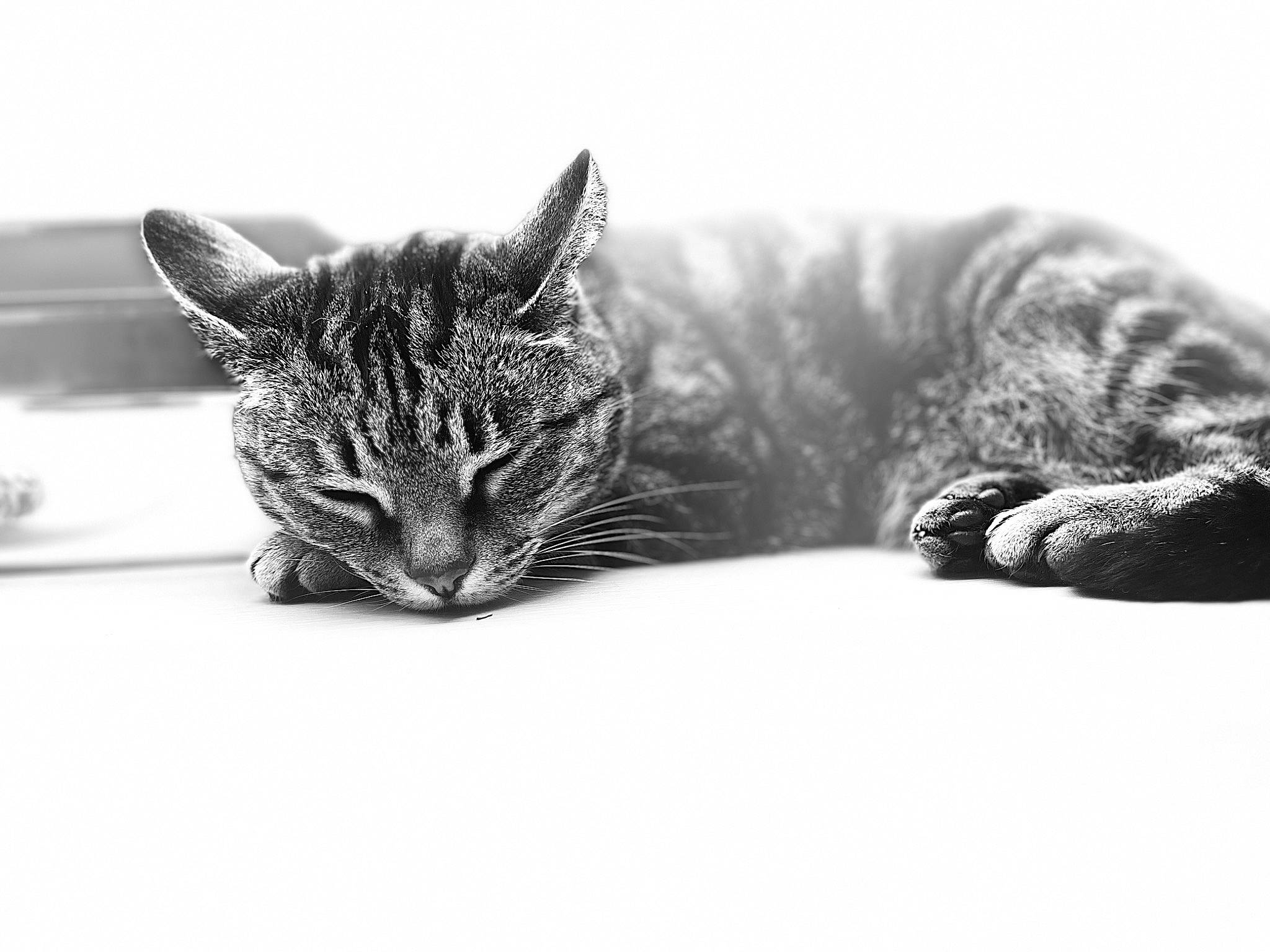 Misty is registered to the contest to win money with this photo: carnivore, cat, claw, comfort, domestic_short_haired_cat, eye, felidae, fur, grey, head, monochrome, monochrome_photography, paw, small_to_medium_sized_cats, snout, terrestrial_animal, whiskers, wildlife