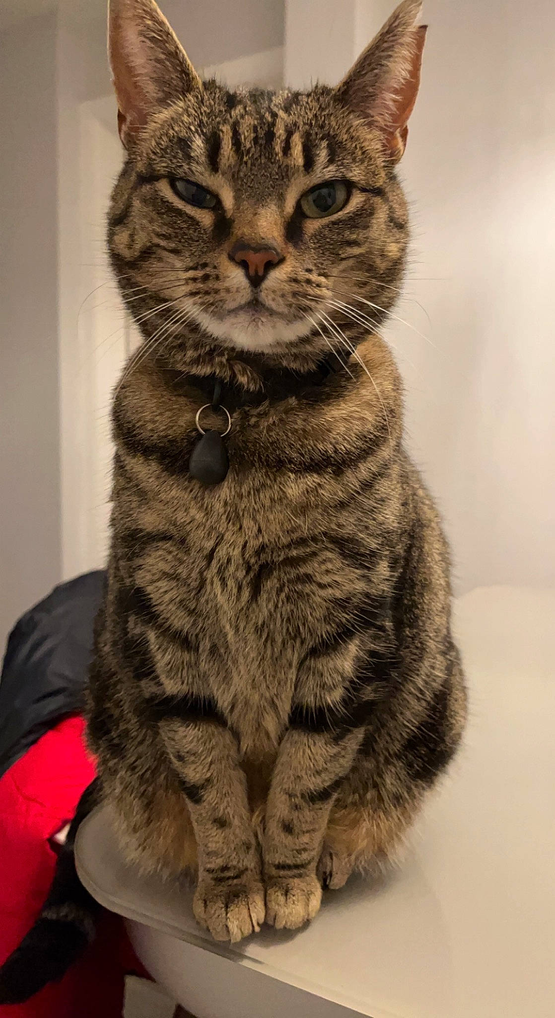 Misty is registered to the contest to win money with this photo: carnivore, cat, claw, domestic_short_haired_cat, felidae, fur, lynx, monochrome, monochrome_photography, paw, sitting, small_to_medium_sized_cats, snout, tail, terrestrial_animal, tree, whiskers, wildlife, window