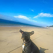 Milo a rejoint le concours — aidez-le/la à gagner de superbes lots ! dog, beach, sand, ocean, sky, sunny, shadow, collar, pet, outdoor, nature, water, animal, canine, seaside, relaxation, summer, vacation, coast, playful