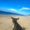 dog, beach, sand, ocean, sky, sunny, shadow, collar, pet, outdoor, nature, water, animal, canine, seaside, relaxation, summer, vacation, coast, playful