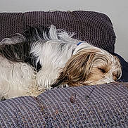 Hank is registered to the contest to win money with this photo: animal, black, brown, calm, companion, couch, cozy, cute, dog, domestic, fur, furniture, home, indoor, pet, quiet, relaxed, resting, sleeping, white