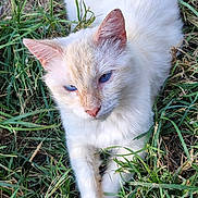 My Boy is registered to the contest to win money with this photo: animal, blue_eyes, cat, closeup, cute, daylight, eye_contact, fur, grass, mammal, nature, outdoor, paw, pet, portrait, relaxed, resting, whiskers, white_cat, wildlife