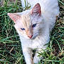 animal, blue_eyes, cat, closeup, cute, daylight, eye_contact, fur, grass, mammal, nature, outdoor, paw, pet, portrait, relaxed, resting, whiskers, white_cat, wildlife