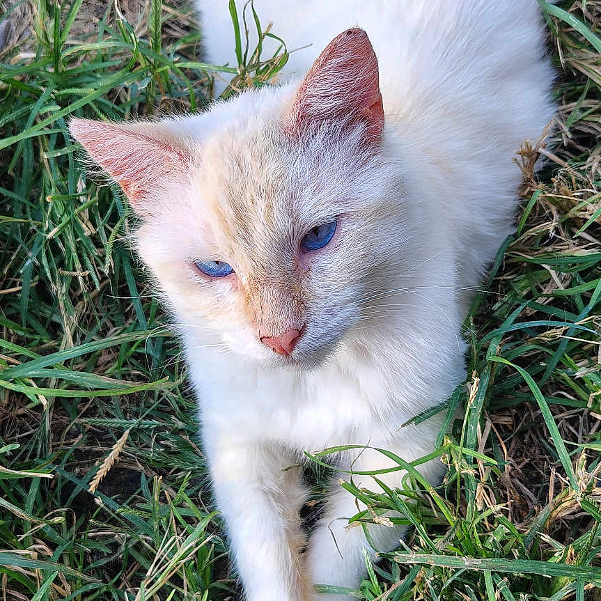My Boy is registered to the contest to win money with this photo: animal, blue_eyes, cat, closeup, cute, daylight, eye_contact, fur, grass, mammal, nature, outdoor, paw, pet, portrait, relaxed, resting, whiskers, white_cat, wildlife