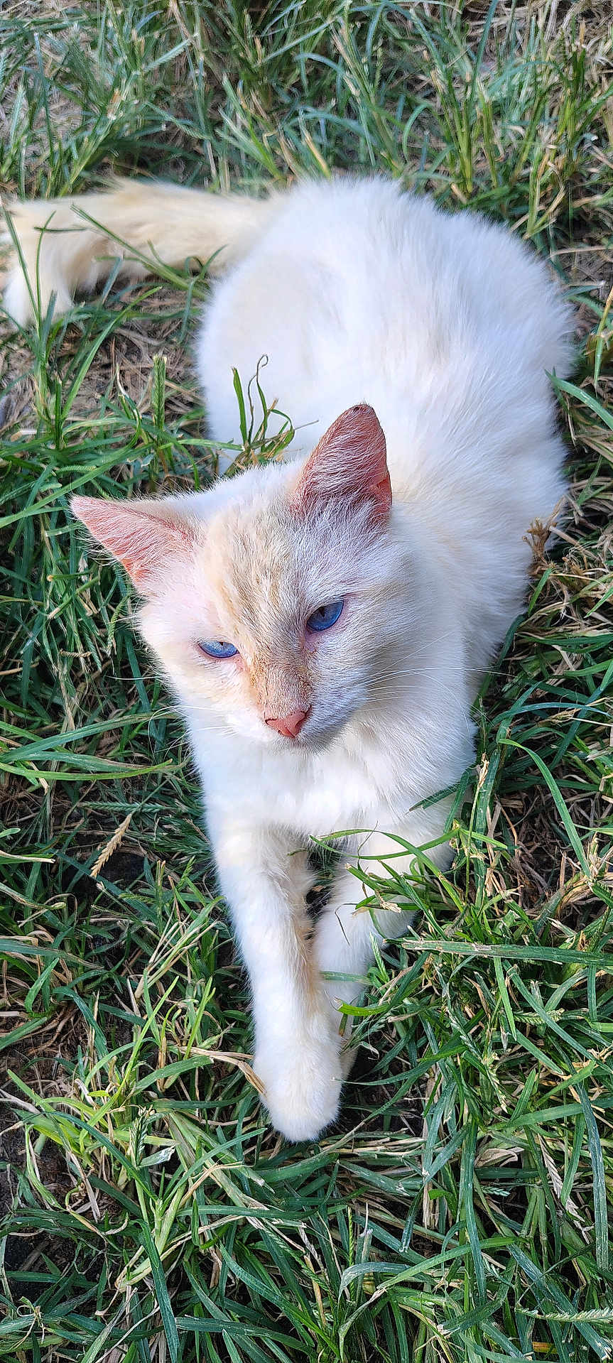 My Boy is registered to the contest to win money with this photo: animal, blue_eyes, cat, closeup, cute, daylight, eye_contact, fur, grass, mammal, nature, outdoor, paw, pet, portrait, relaxed, resting, whiskers, white_cat, wildlife
