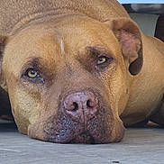 Sharkan participe au concours pour gagner de l'argent avec cette photo : dog, brown_dog, close_up, lying_down, floor, pet, canine, animal, relaxed, resting, face, snout, ears, indoor, texture, background, portrait, eyes, calm, muzzle