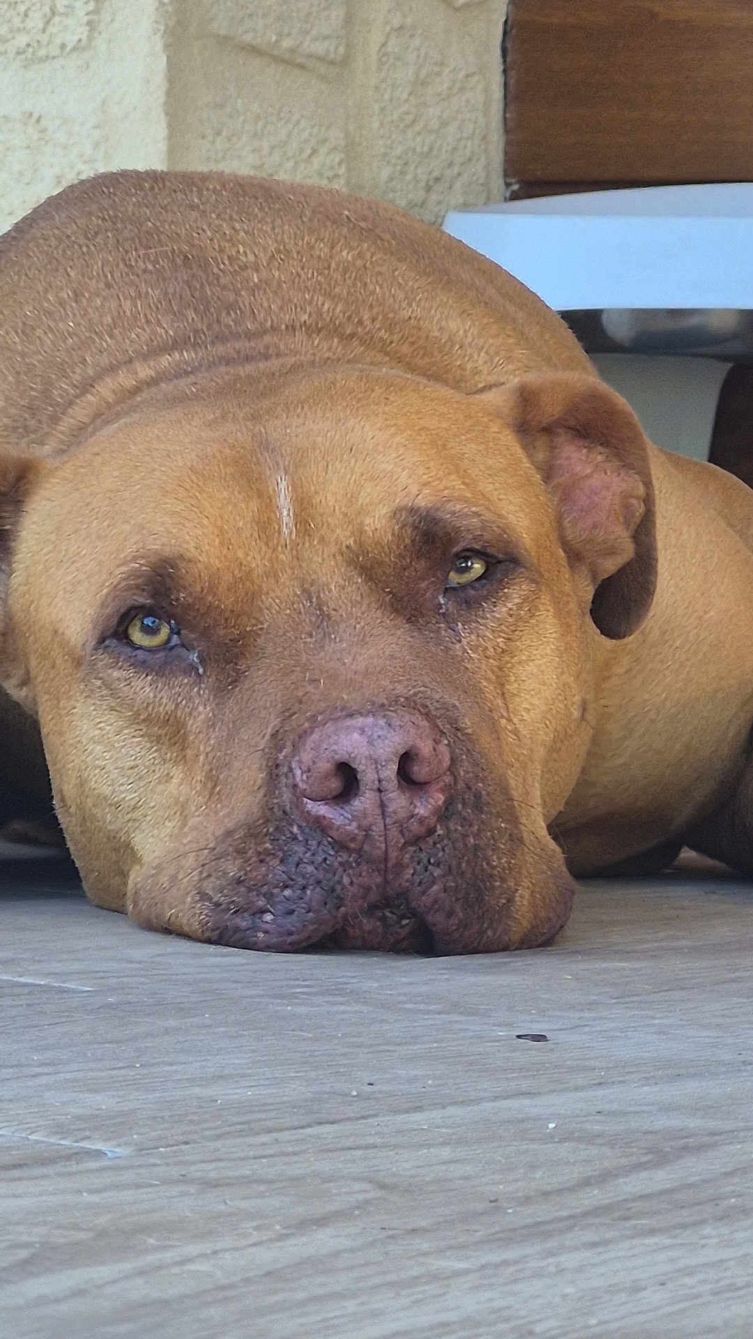 Sharkan participe au concours pour gagner de l'argent avec cette photo : dog, brown_dog, close_up, lying_down, floor, pet, canine, animal, relaxed, resting, face, snout, ears, indoor, texture, background, portrait, eyes, calm, muzzle