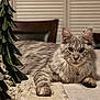 blinds, cat, close_up, collar, curious_look, decorative_tree, dining_chair, ears, feline, fluffy, gray_fur, holiday_decor, indoor, long_haired, lying_down, paws, pet, portrait, tabletop, whiskers