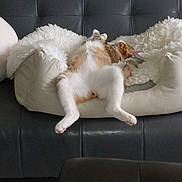 Simon joined the competition — help win amazing prizes! cat, pet, animal, fluffy, white_fur, orange_fur, sleeping, relaxed, upside_down, lying_down, paws, pink_paw_pads, cozy, pet_bed, blanket, couch, indoor, home, portrait, funny_pose