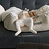 cat, pet, animal, fluffy, white_fur, orange_fur, sleeping, relaxed, upside_down, lying_down, paws, pink_paw_pads, cozy, pet_bed, blanket, couch, indoor, home, portrait, funny_pose