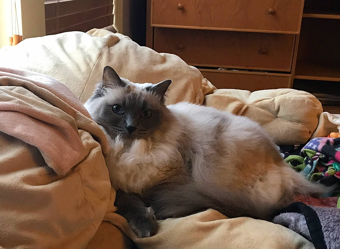 Bella Lynn joined the competition — help win amazing prizes! asian, balinese, birman, burmese, carnivore, cat, colorpoint_shorthair, fawn, felidae, himalayan, javanese, mammal, ragdoll, siamese, small_to_medium_sized_cats, snowshoe, thai, tonkinese, vertebrate, whiskers