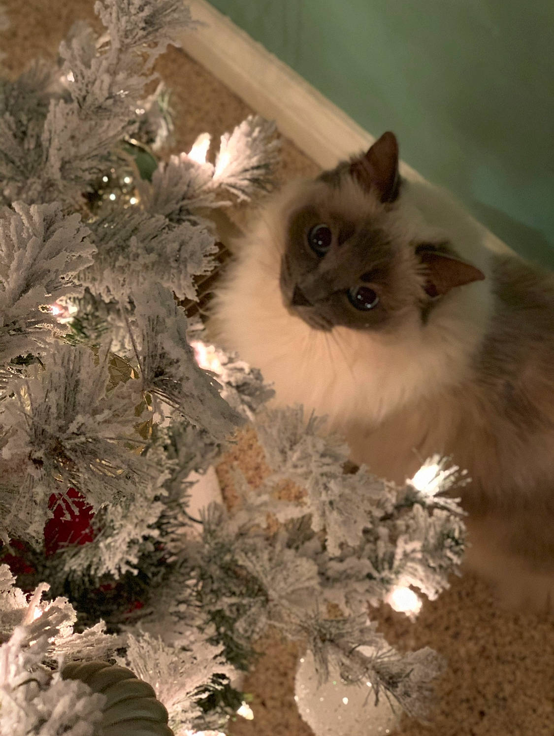 Bella Lynn is registered to the contest to win money with this photo: asian_semi_longhair, birman, british_longhair, british_semi_longhair, carnivore, cat, domestic_long_haired_cat, eye, fawn, felidae, fur, himalayan, norwegian_forest_cat, persian, plant, ragamuffin, ragdoll, small_to_medium_sized_cats, tree, whiskers