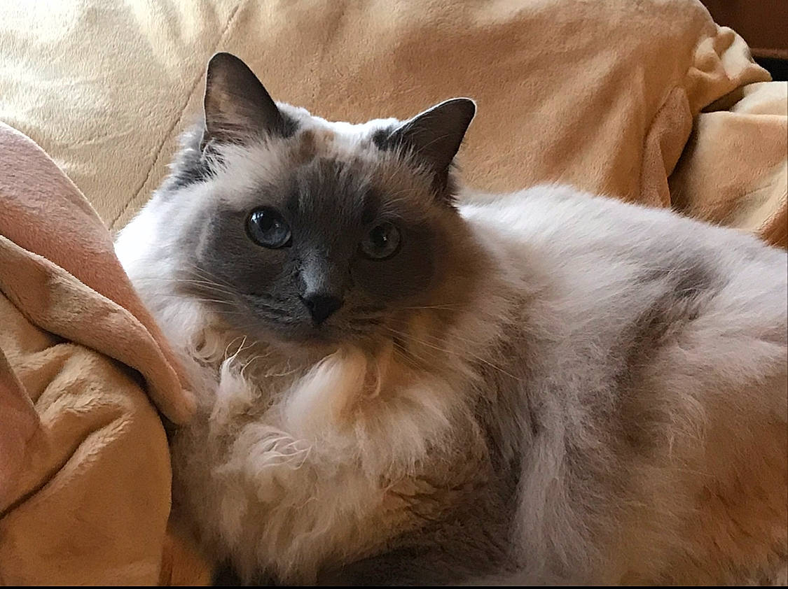 Bella Lynn joined the competition — help win amazing prizes! balinese, birman, burmese, carnivore, cat, colorpoint_shorthair, domestic_long_haired_cat, eye, felidae, himalayan, javanese, mammal, ragdoll, siamese, small_to_medium_sized_cats, snout, thai, tonkinese, vertebrate, whiskers