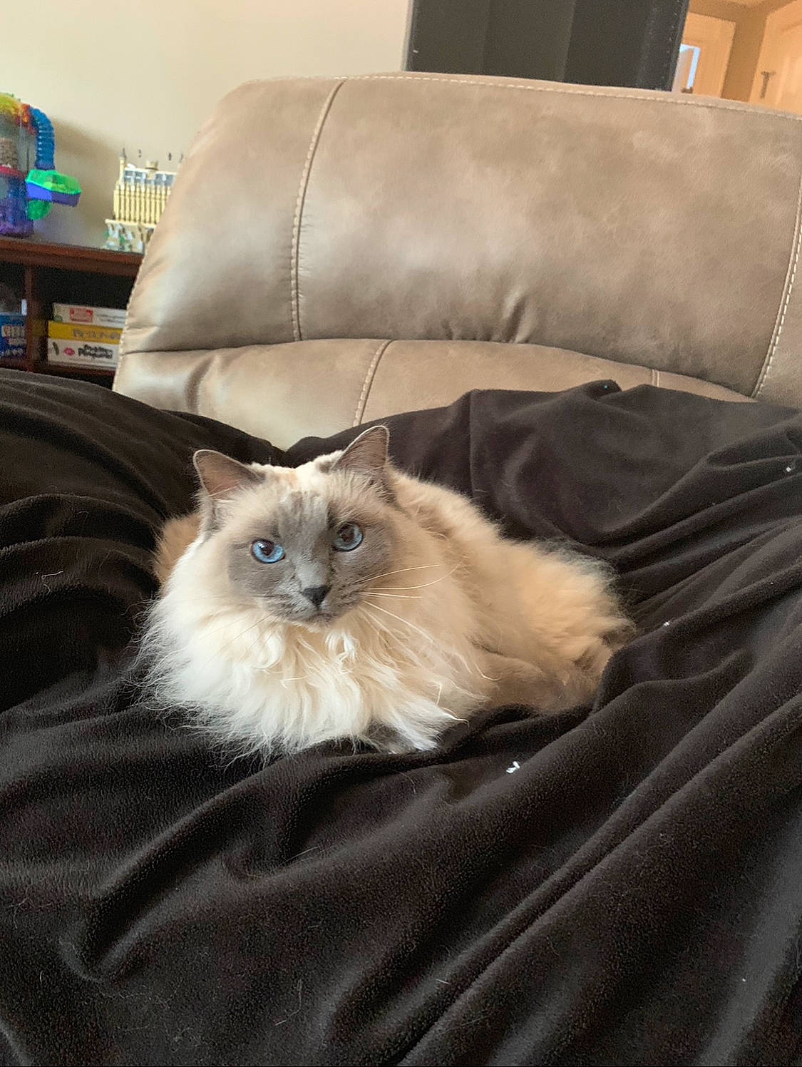 Bella Lynn is registered to the contest to win money with this photo: asian_semi_longhair, balinese, birman, carnivore, cat, domestic_long_haired_cat, fawn, felidae, fur, furniture, himalayan, kitten, mammal, norwegian_forest_cat, persian, ragdoll, small_to_medium_sized_cats, tonkinese, whiskers
