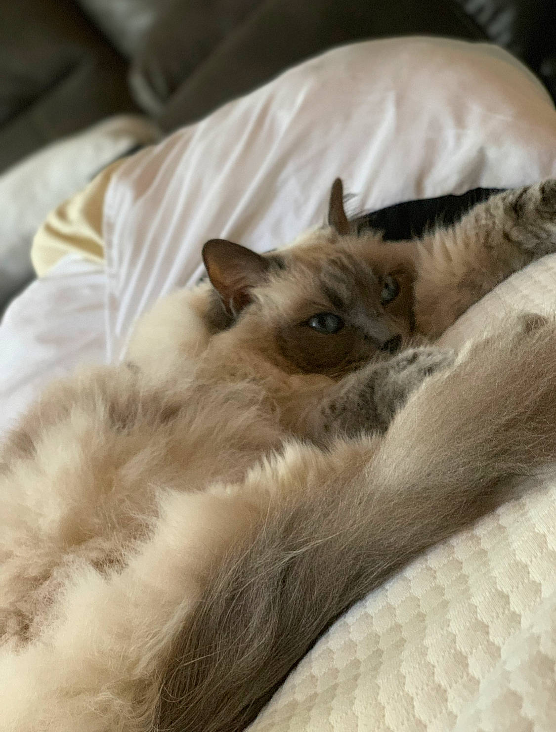 Bella Lynn joined the competition — help win amazing prizes! asian, balinese, birman, burmese, burmilla, carnivore, cat, colorpoint_shorthair, fawn, felidae, fur, himalayan, kitten, mammal, ragdoll, siamese, small_to_medium_sized_cats, thai, tonkinese, whiskers