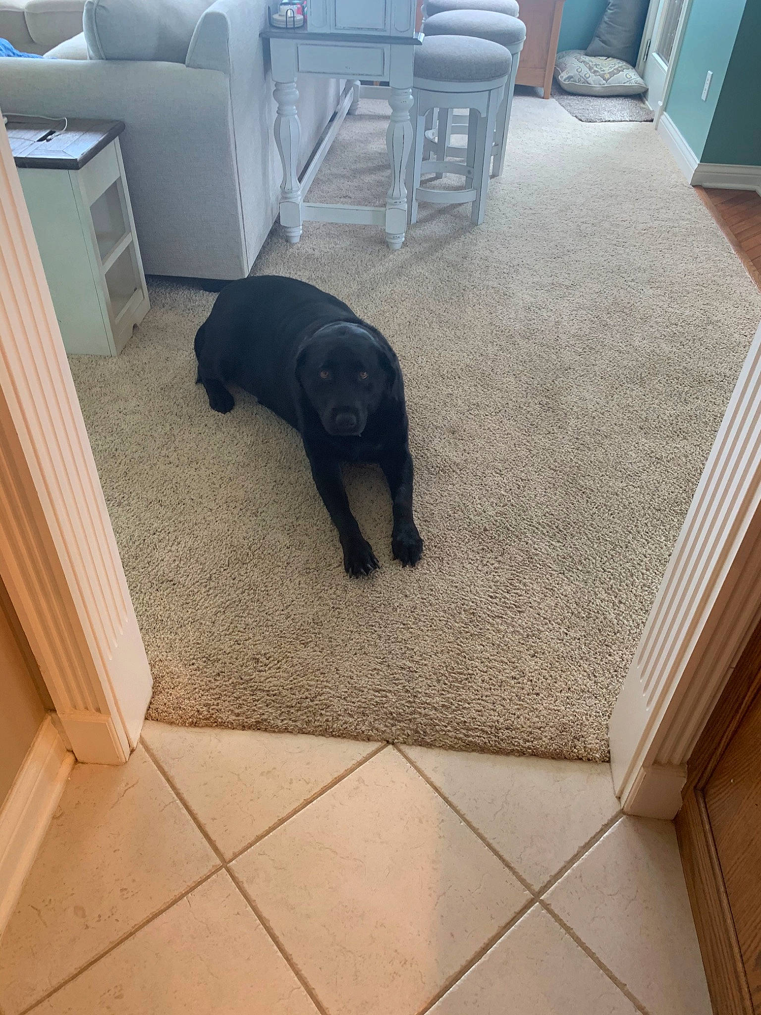 Dax is registered to the contest to win money with this photo: black_cat, canidae, carnivore, cat, dog_breed, floor, flooring, hardwood, labrador_retriever, room, sporting_group, tail, tile, wood