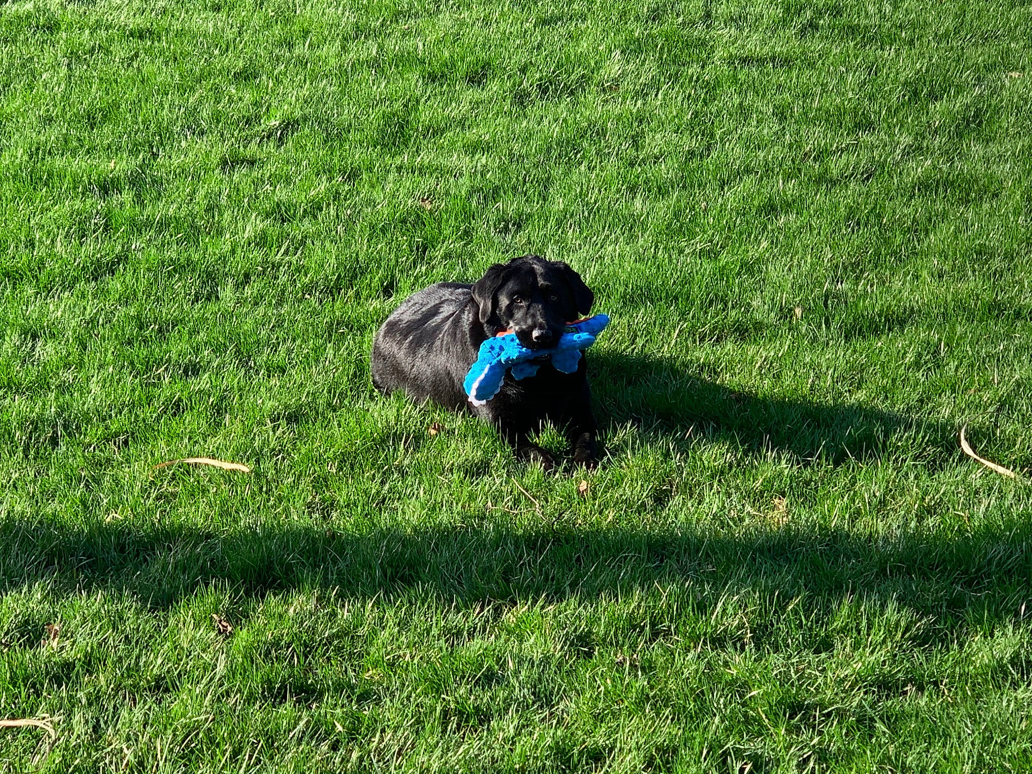 Dax is registered to the contest to win money with this photo: canidae, dog, dog_breed, fodder, grass, grass_family, grassland, green, groundcover, lawn, meadow, pasture, plant, play, shadow, shrub, sporting_group, tree