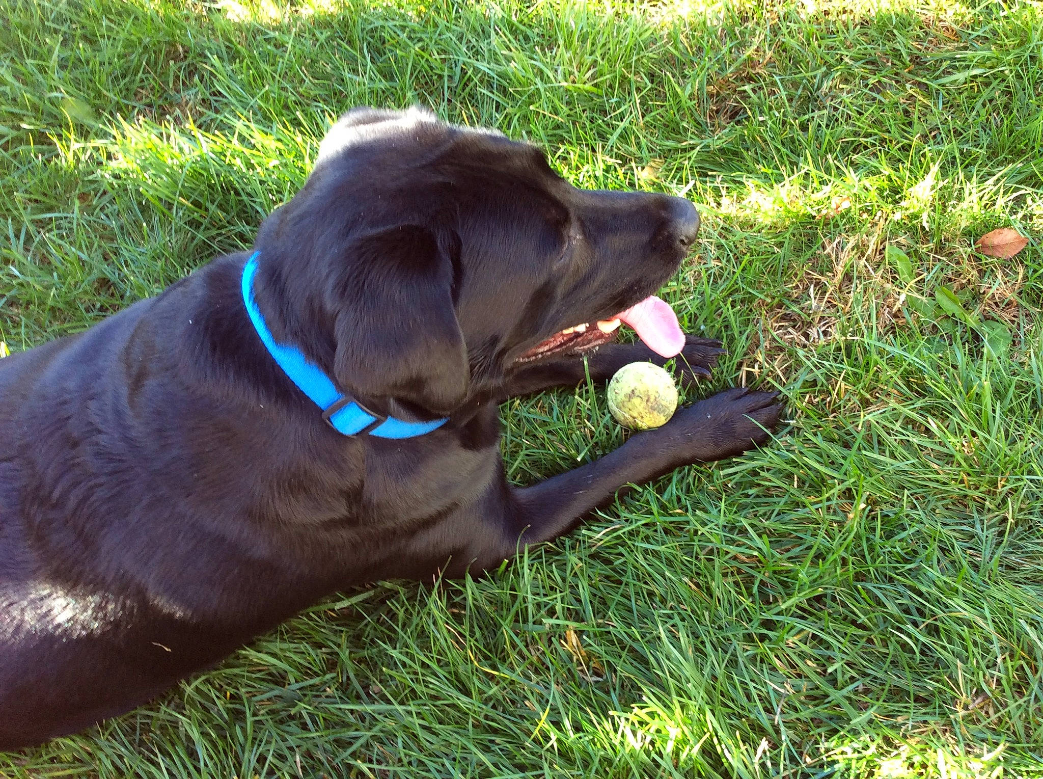 Dax is registered to the contest to win money with this photo: beagador, canidae, carnivore, chesapeake_bay_retriever, companion_dog, dog, dog_breed, dog_collar, german_longhaired_pointer, grass, gun_dog, hunting_dog, labrador_retriever, liver, mammal, pointing_breed, puppy, retriever, snout, sporting_group