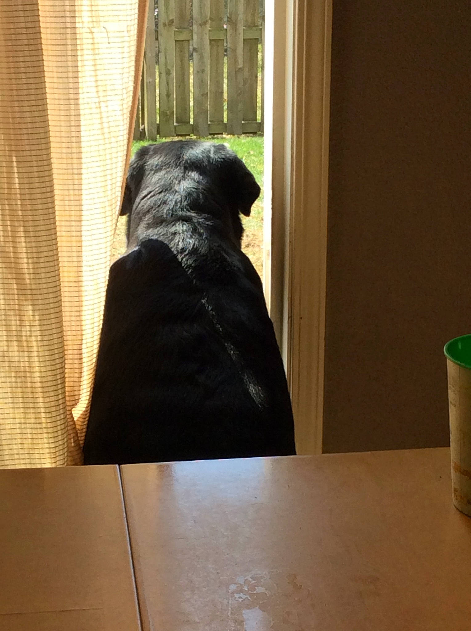 Dax is registered to the contest to win money with this photo: floor, fur, interior_design, outerwear, room, sculpture, sporting_group, window, wood