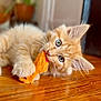 kitten, cat, orange_cat, fluffy, toy, playful, wooden_floor, indoor, pet, animal, cute, young_cat, whiskers, paws, ears, lying_down, close_up, curious, domestic_cat, feline