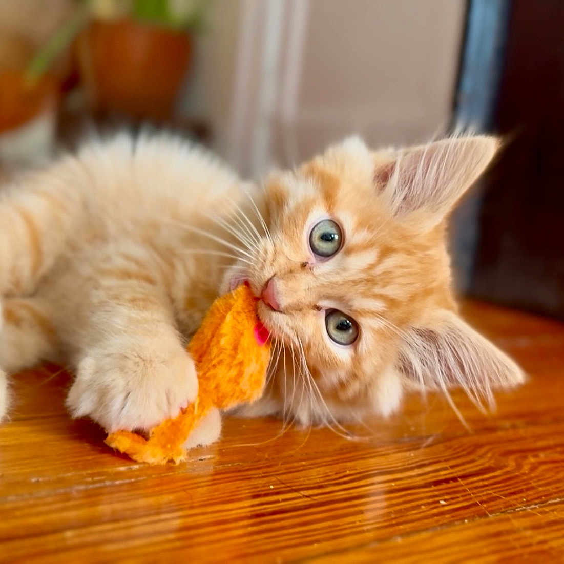 Simba joined the competition — help win amazing prizes! animal, cat, close_up, curious, cute, domestic_cat, ears, feline, fluffy, indoor, kitten, lying_down, orange_cat, paws, pet, playful, toy, whiskers, wooden_floor, young_cat