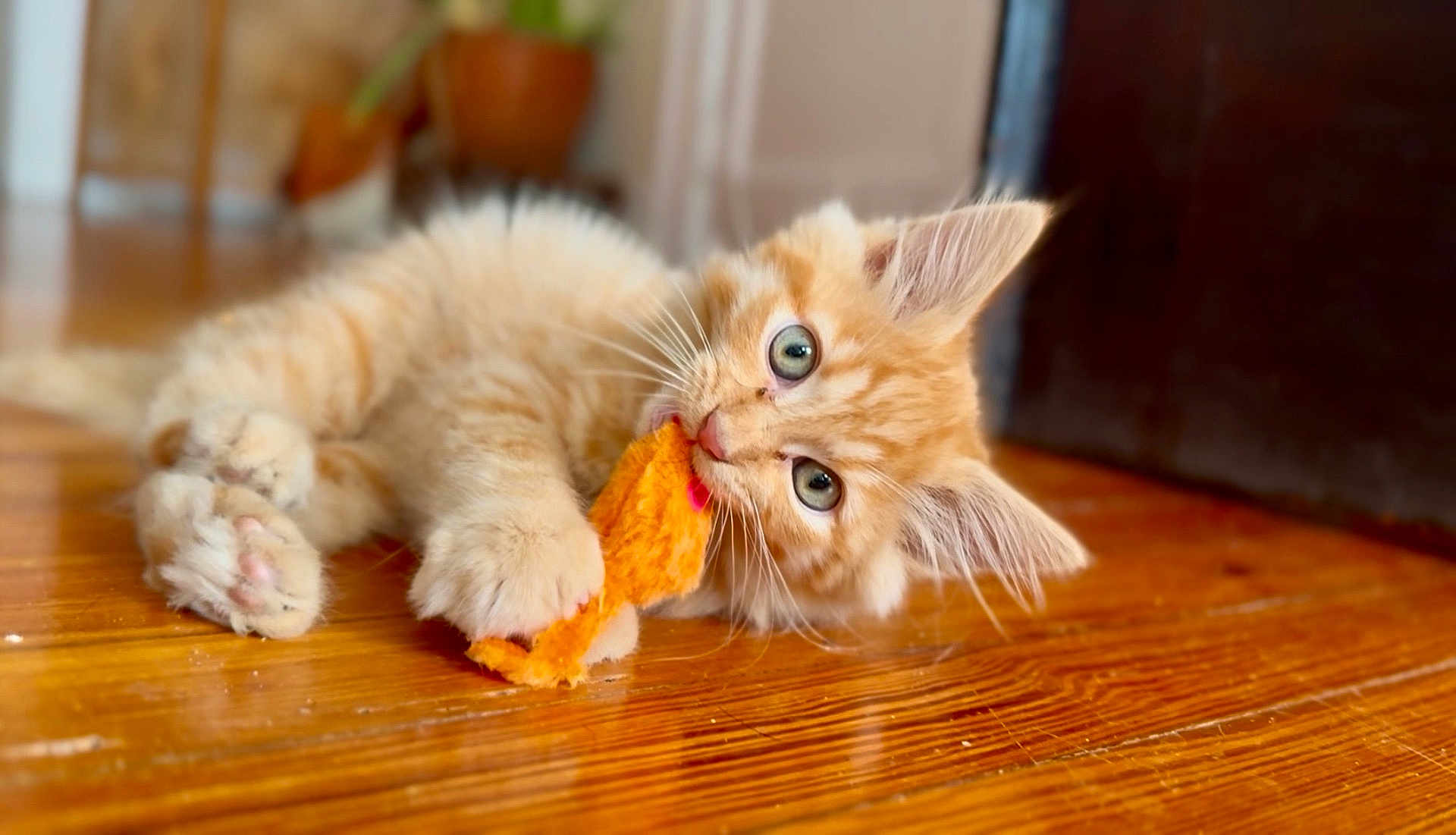 Simba joined the competition — help win amazing prizes! kitten, cat, orange_cat, fluffy, toy, playful, wooden_floor, indoor, pet, animal, cute, young_cat, whiskers, paws, ears, lying_down, close_up, curious, domestic_cat, feline
