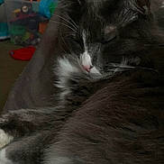 Thunder joined the competition — help win amazing prizes! cat, sleeping, fluffy, gray, white, fur, whiskers, nose, closed_eyes, cozy, indoor, toys, blurred_background, resting, pet, animal, comfortable, soft, closeup, domestic_cat