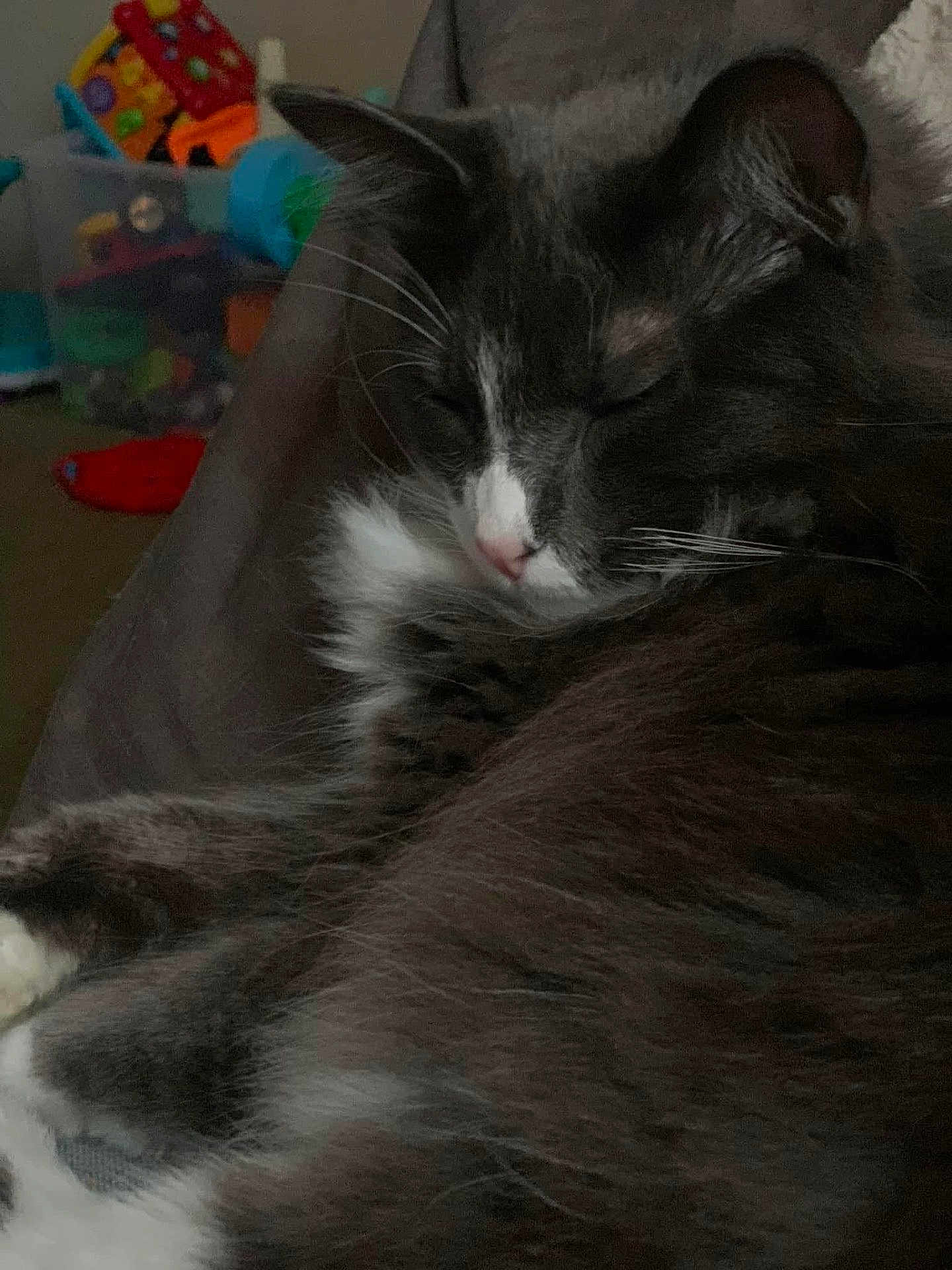 Thunder joined the competition — help win amazing prizes! cat, sleeping, fluffy, gray, white, fur, whiskers, nose, closed_eyes, cozy, indoor, toys, blurred_background, resting, pet, animal, comfortable, soft, closeup, domestic_cat