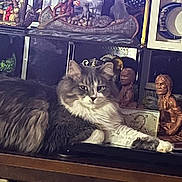 Moon joined the competition — help win amazing prizes! cat, feline, table, figurines, decor, sculptures, gray_fur, white_fur, relaxed, indoor, artifacts, wooden_table, statues, home_decor, animal, pet, fluffy, resting, curious, cozy