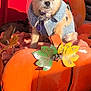 Charlie Ann is registered to the contest to win money with this photo: animal, autumn, collar, cute, decorative_cart, denim_vest, dog, ears, face, fall, furry, orange, outdoor, pet, pumpkins, red_door, small_dog, sunlight, tag, towel