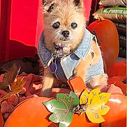 Charlie Ann joined the competition — help win amazing prizes! animal, autumn, costume, cute, decor, denim_jacket, dog, fall, fluffy, leaf, metal_leaf, orange, outdoor, pet, portrait, pumpkin, red_background, seasonal, small_dog, sunlight