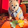 animal, autumn, costume, cute, decor, denim_jacket, dog, fall, fluffy, leaf, metal_leaf, orange, outdoor, pet, portrait, pumpkin, red_background, seasonal, small_dog, sunlight