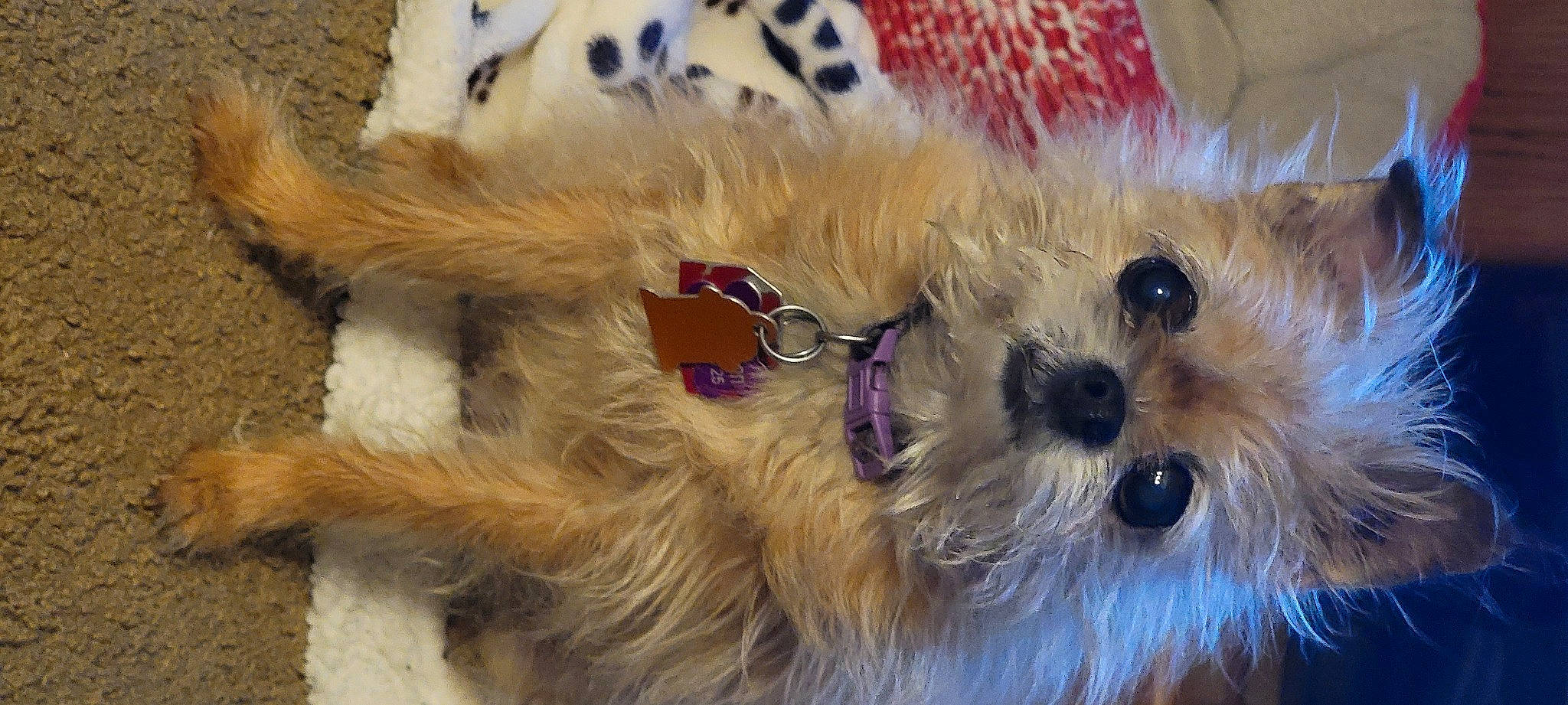 Charlie Ann is registered to the contest to win money with this photo: canidae, carnivore, companion_dog, dog, dog_breed, dog_collar, dog_supply, fashion_accessory, fawn, fur, small_terrier, snout, sporting_group, stuffed_toy, sunglasses, terrier, toy, toy_dog, whiskers, working_animal
