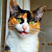 Lola joined the competition — help win amazing prizes! cat, calico, green_eyes, close_up, pet, animal, feline, whiskers, ears, face, mouth_open, indoor, cute, fur, portrait, domestic_cat, looking_at_camera, expressive, alert, small_mouth
