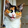 cat, calico, green_eyes, close_up, pet, animal, feline, whiskers, ears, face, mouth_open, indoor, cute, fur, portrait, domestic_cat, looking_at_camera, expressive, alert, small_mouth
