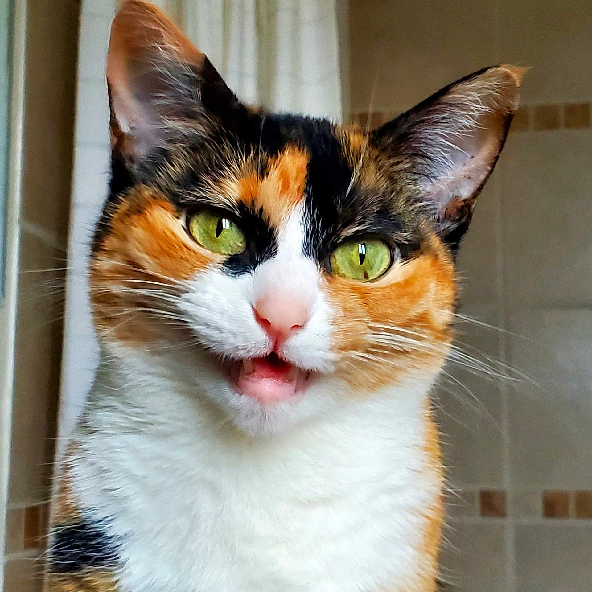 Lola