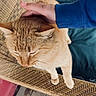 animal, blue_sleeve, cat, closeup, comfort, cozy, cute, domestic_animal, feline, fur, ginger_cat, hand, indoor, pet, petting, relaxation, resting, texture, whiskers, woven_chair