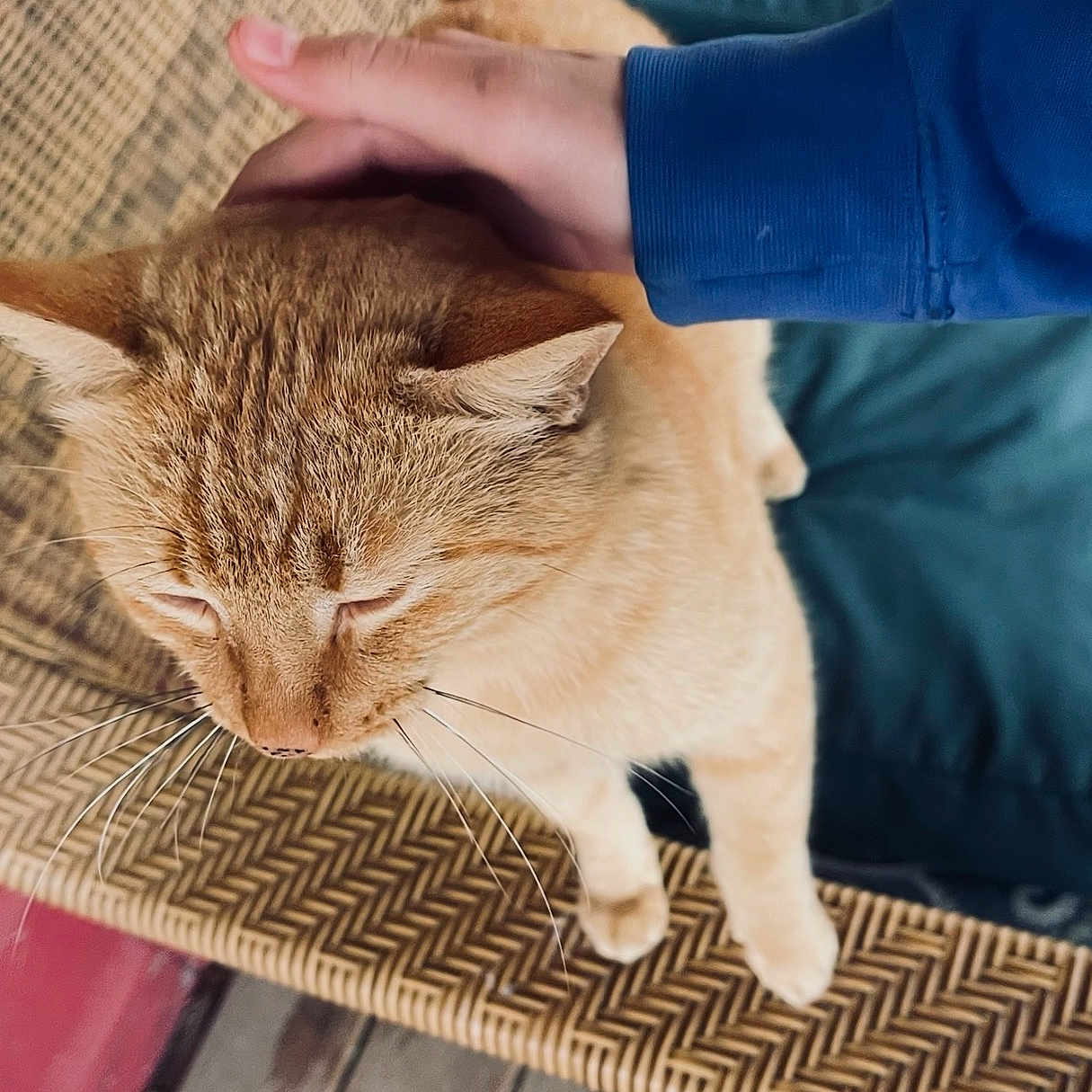 Chicken joined the competition — help win amazing prizes! cat, ginger_cat, pet, hand, petting, feline, whiskers, fur, woven_chair, texture, blue_sleeve, indoor, closeup, resting, animal, cozy, comfort, domestic_animal, cute, relaxation